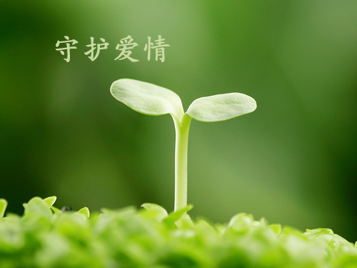 愛情.jpg